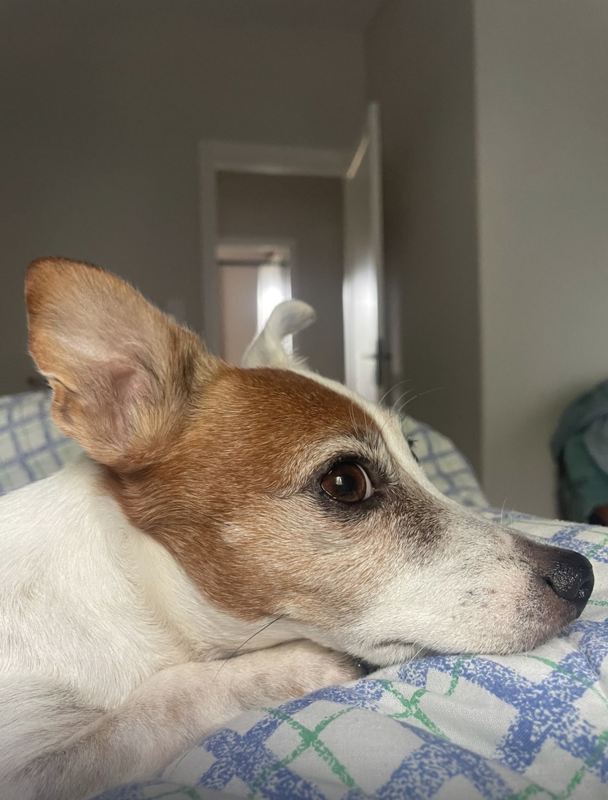 Mia