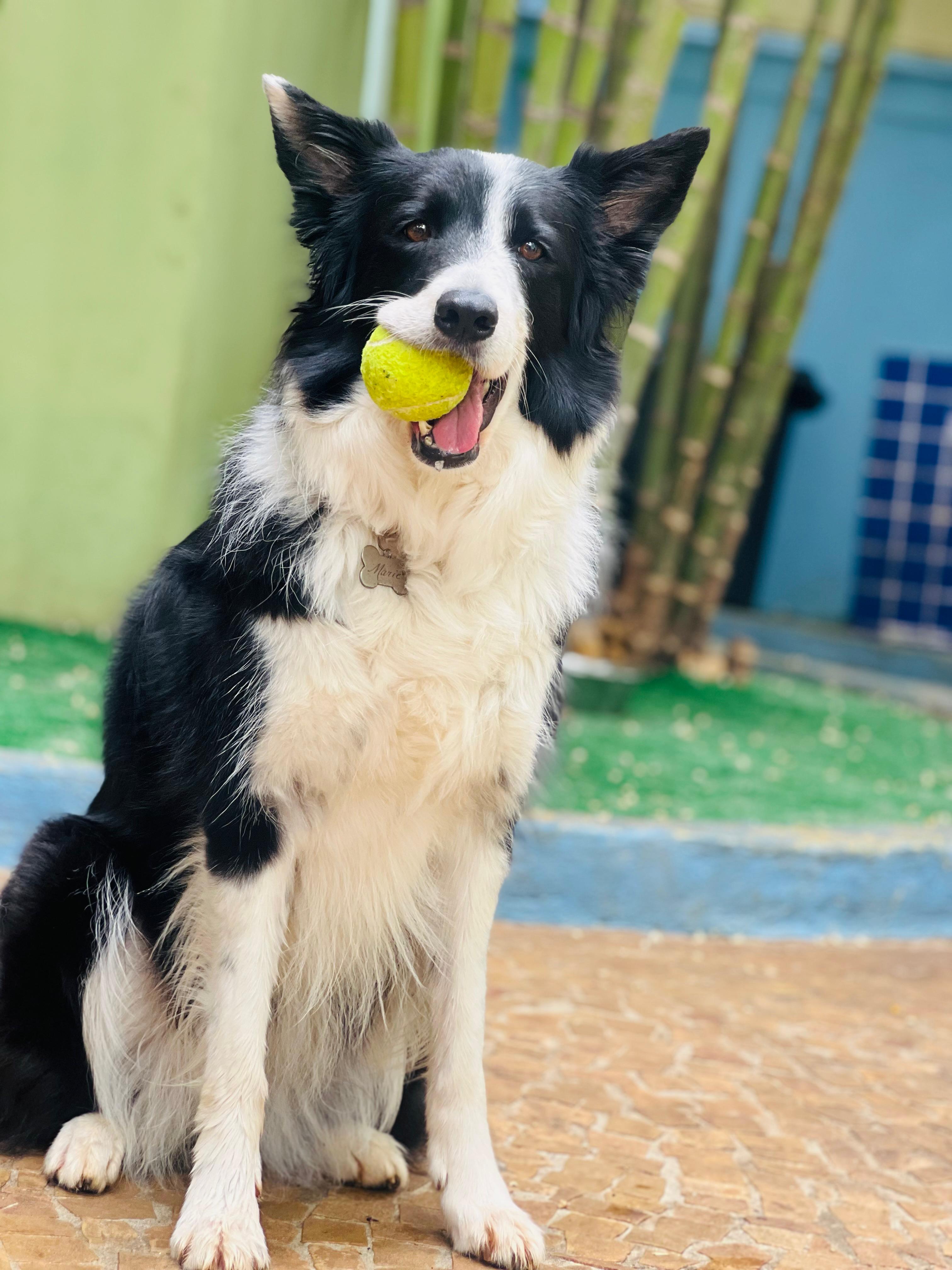 Border Collie segurando uma bolinha amarela