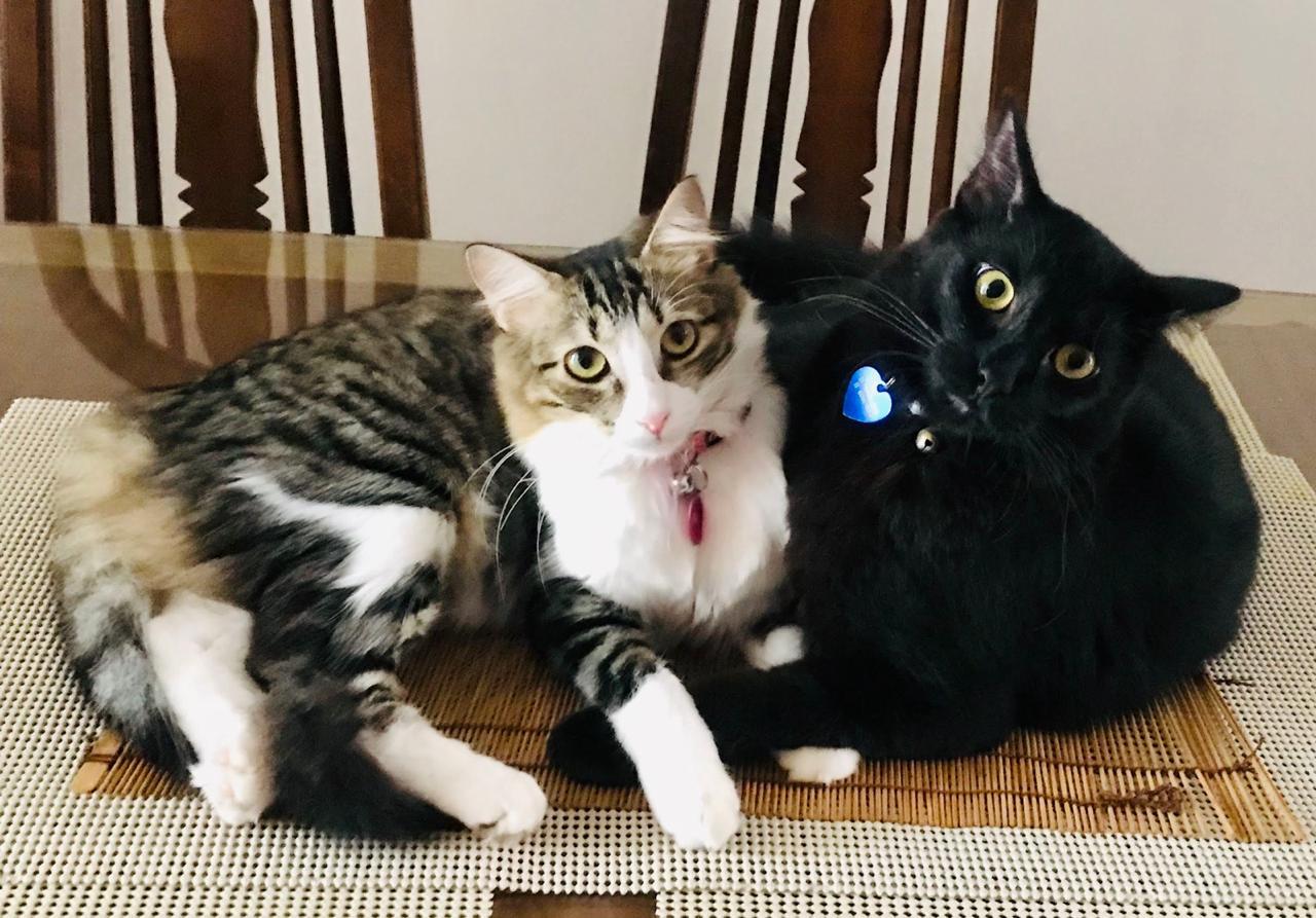 Dois gatos juntos olhando para a câmera