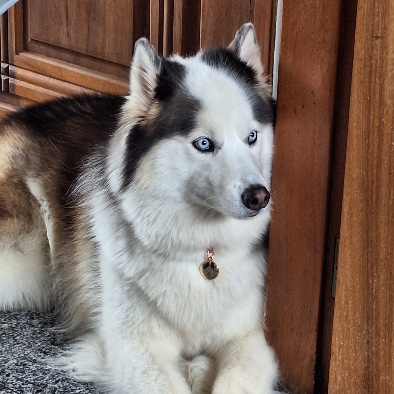 Husky com olhos azuis em ambiente acolhedor