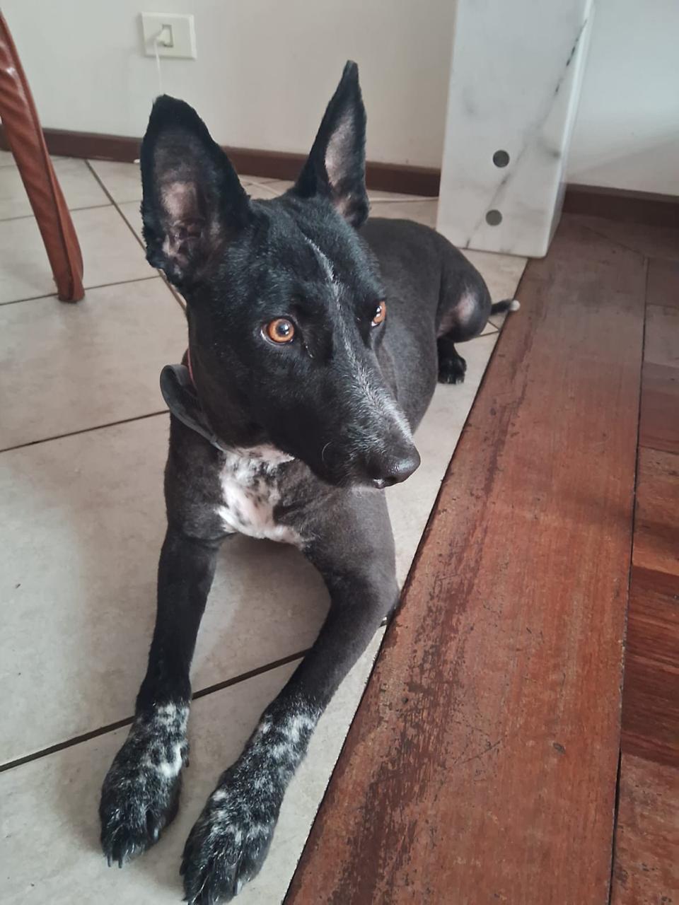 Cachorro paciente usando uma capa em ambiente doméstico